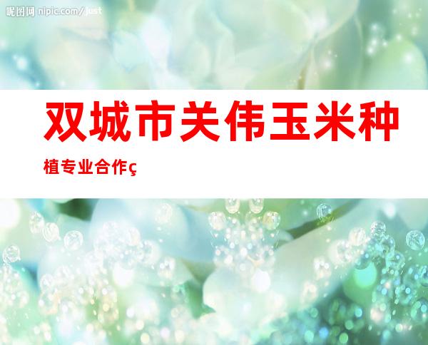 双城市关伟玉米种植专业合作社